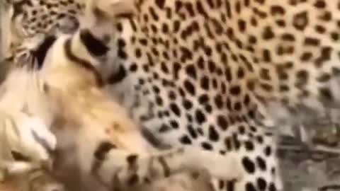 Leopard Hunts wild cat.