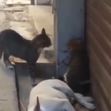 Funny DOG & CAT videos #Shorts🤣 Try not to laugh 🤣 #viral #funny #trending #cat #dog