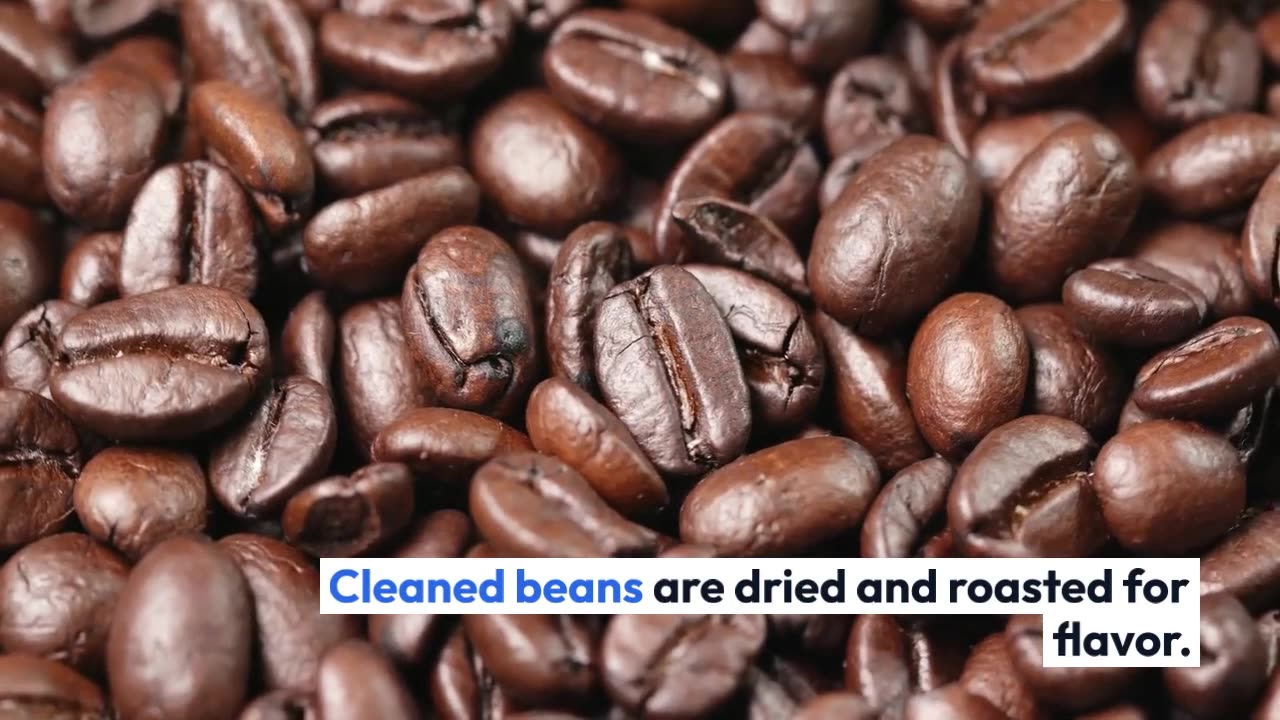 How The Most expensive Coffee Made From Feces ?