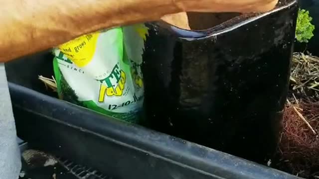 Re-pot A Bonsai Tree Part 2