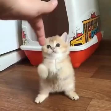 Cute cat 😍😘💜