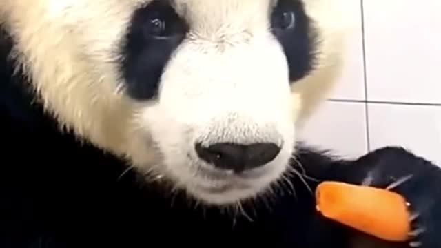 Have you ever seen such a voracious panda?