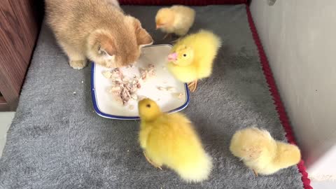 Kittens bring ducklings and chickens to eat together! fish meat