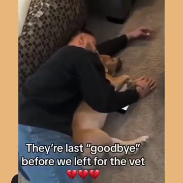 Heartwarming Story about Dog Ep.2 #shorts #dog #ShikyFAV