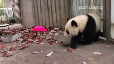 Panda cub