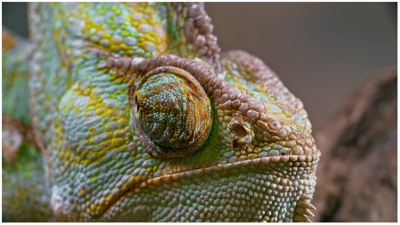 Surprised chameleon.