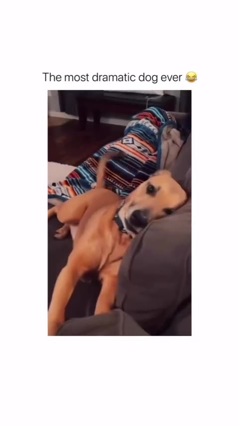 Funny 😁 Animal Video