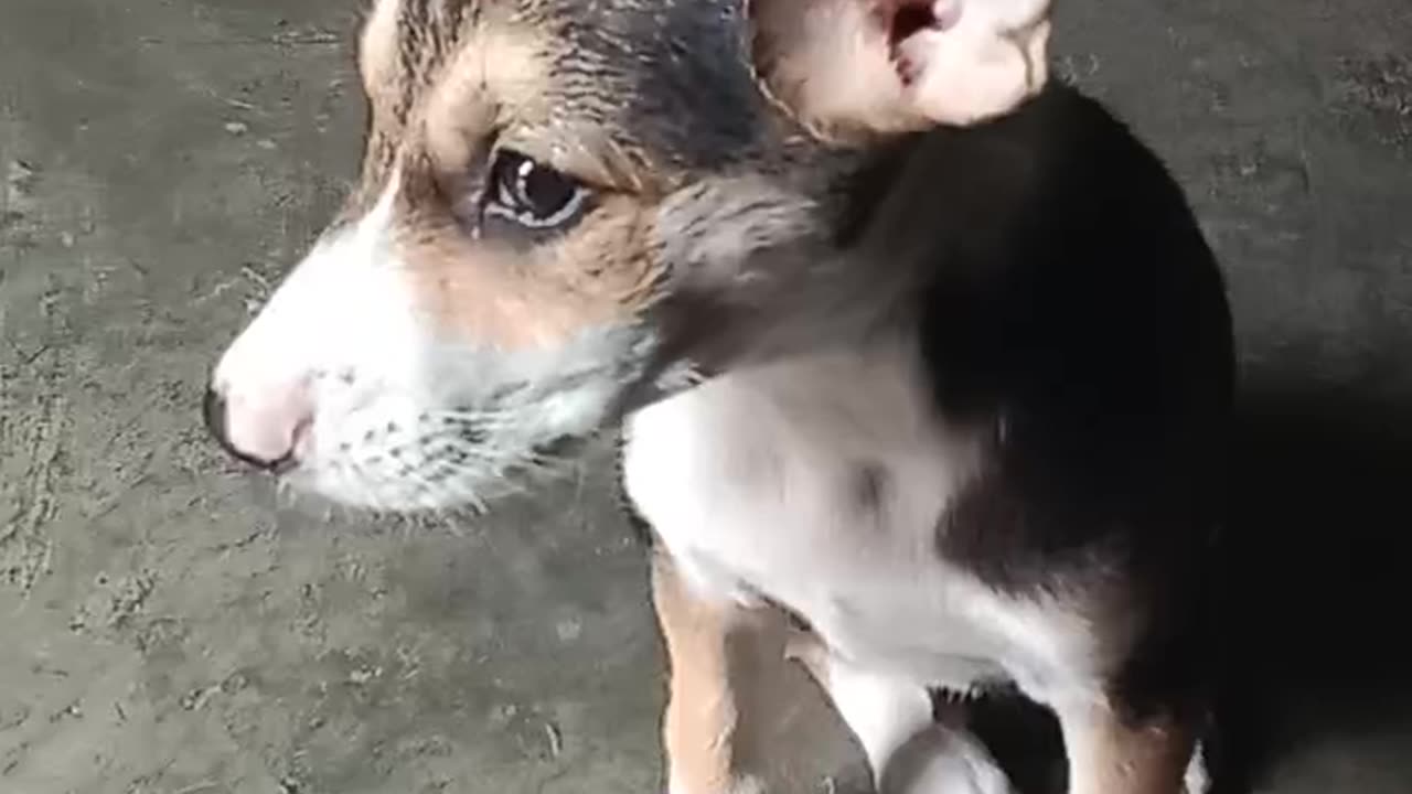 Ragnar the puppy days