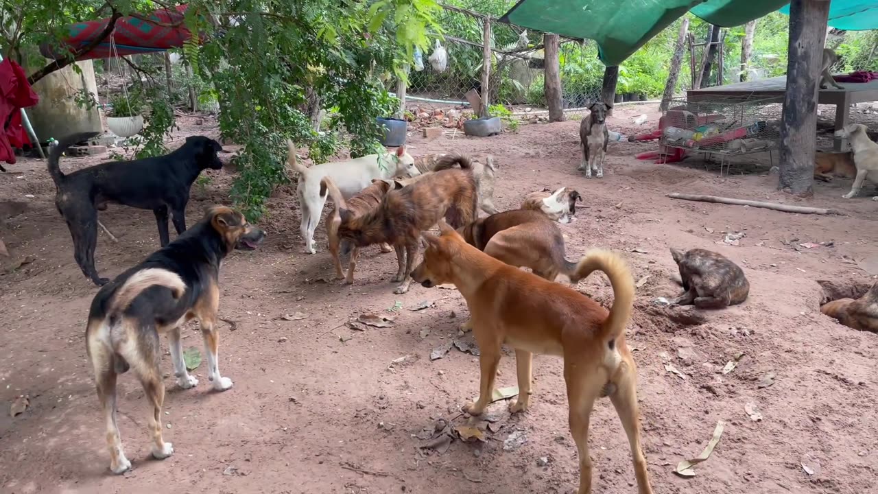 Three-Poor Dog Fighting 4 Dogs Vs One