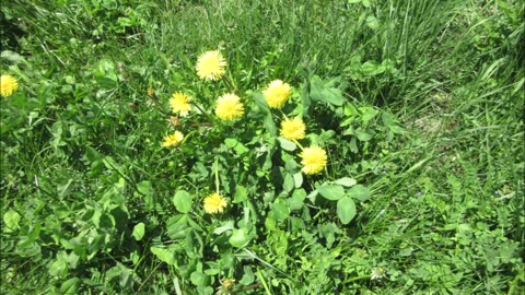 Healing Our Earth Dandelion Oct 2022