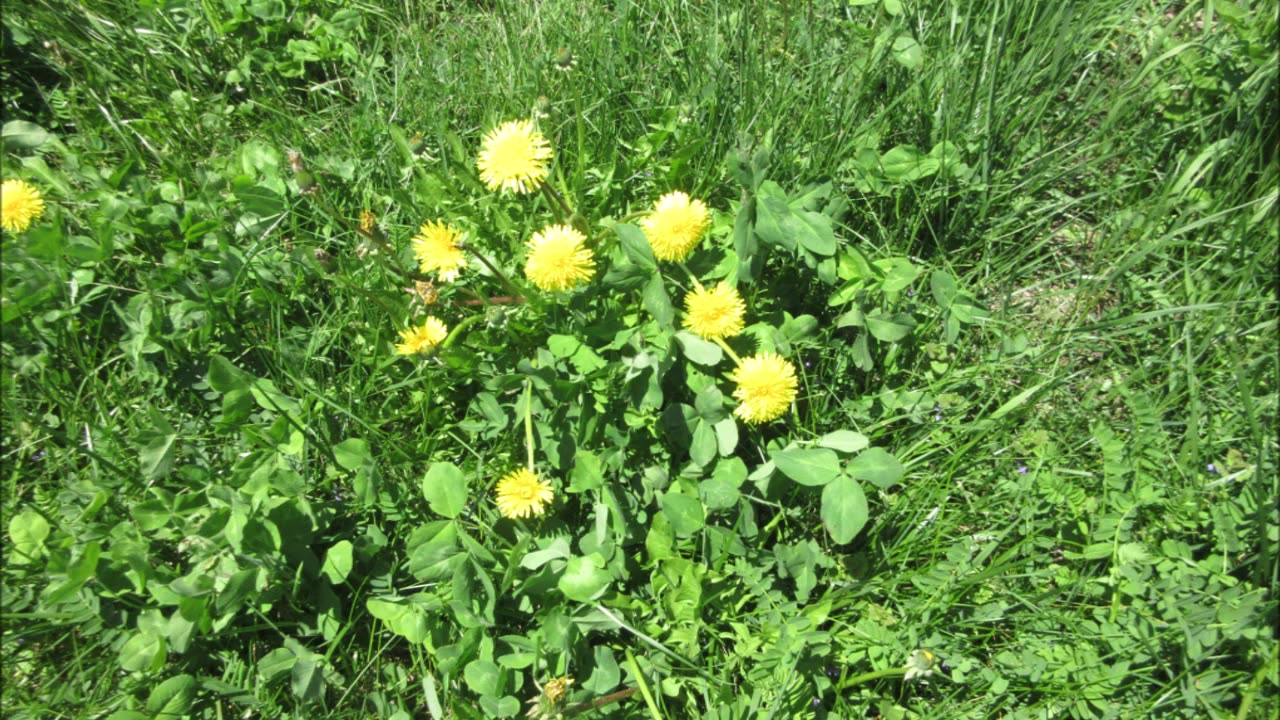 Healing Our Earth Dandelion Oct 2022