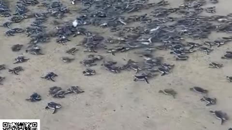 This man rescued a nest of baby turtles and released them back into the ocean