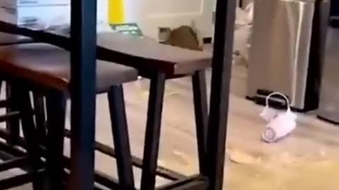 Kumpulan hewan lucu 🤣🤣 funny animals 2023 Animals are so funny