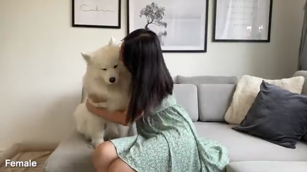 Funny Differences Between Female And Male Samoyeds!