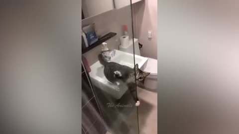 Best Funny Animal Videos Of The 2023 🤣 - Funniest Cats And Dogs Videos 😺😍 (49)