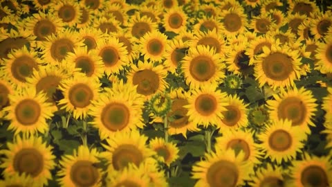 Three Minutes @ The Sunflower Fields