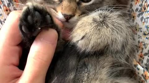 ANIMAL WORID