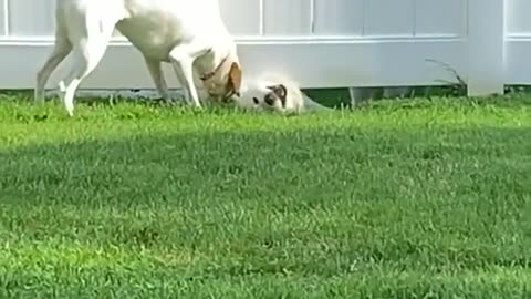 Henlo neighbor 👋