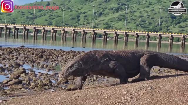 Komodo dragon swallows a stingray
