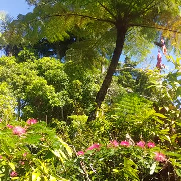 15.6.2024 Ulysses Butterflies (3)