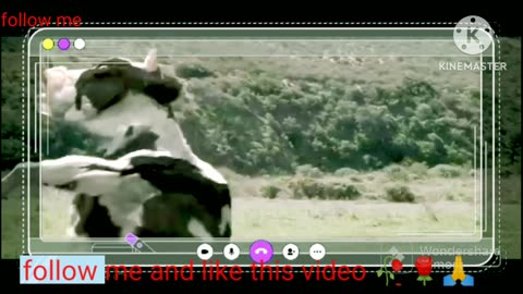 Kung Pow:Movie CLIP - Cow Fight🌹