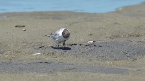 Little Tern (Sternula albifrons) 207