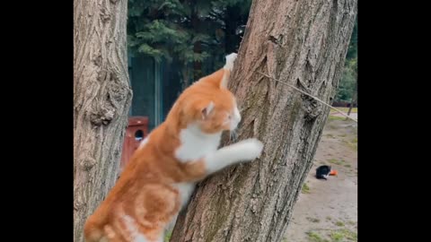 Cat Playing On A Tree Trunk 😊😎 #DesiFun23