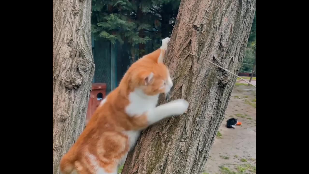 Cat Playing On A Tree Trunk 😊😎 #DesiFun23