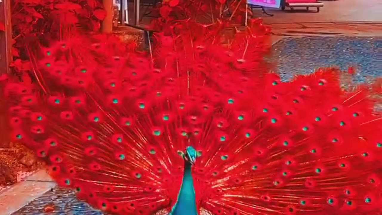 The most beautiful peacock in the world...so beautiful