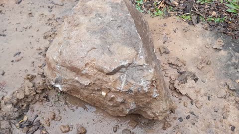 Rock with fossils in it dug up from my property kind of cool