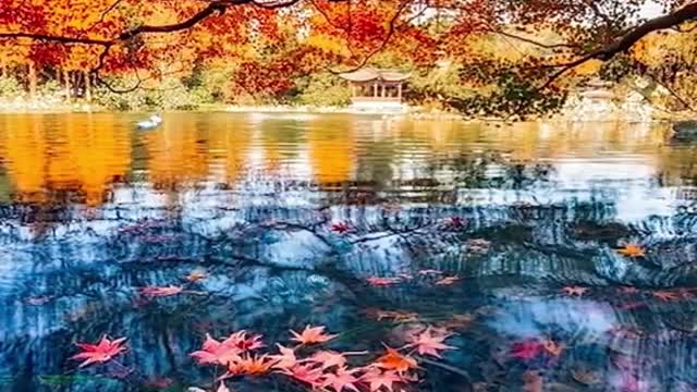 The maple leaves in the distance are red and beautiful# Autumn # mood # natural scenery