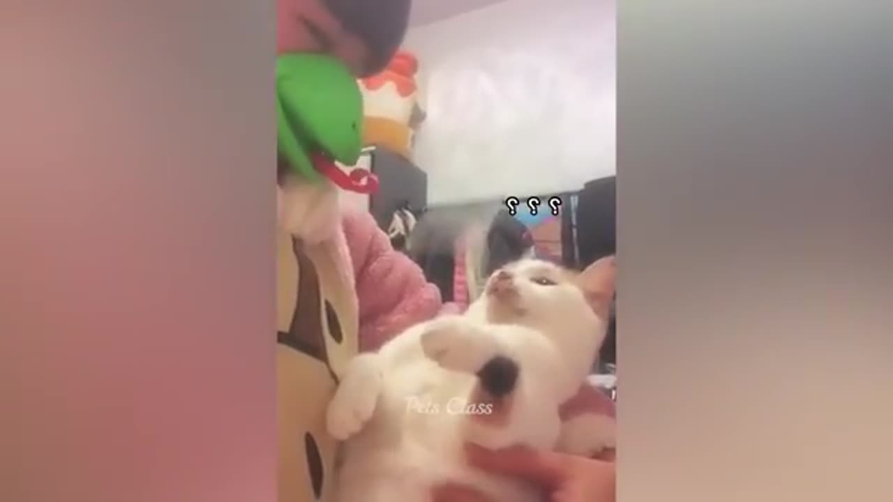 Funny animal new Dog and cat