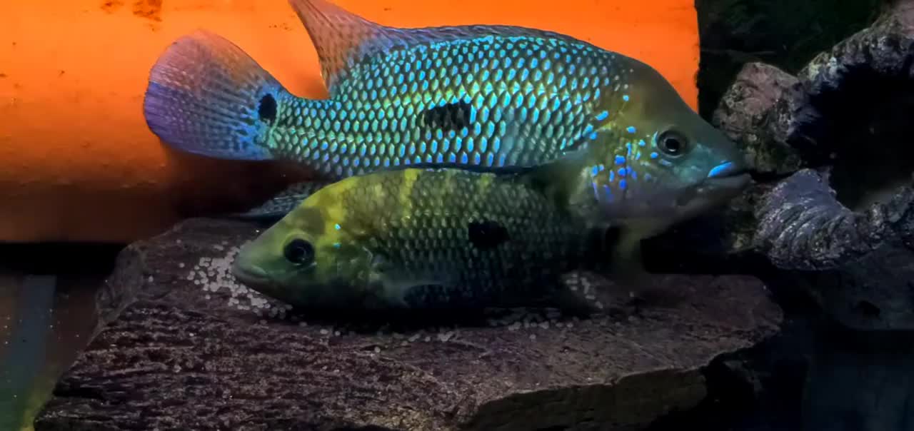 Kronoheros umbriferus pair F0 Rio Magdalena spawning/laying eggs, Umbee cichlid 20.03.2022