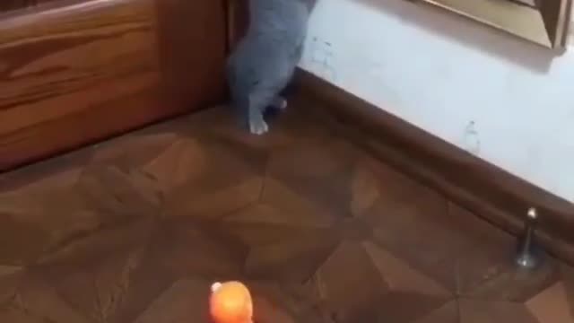 Hahaha Cute Cat Scared Of Toy Must Watch