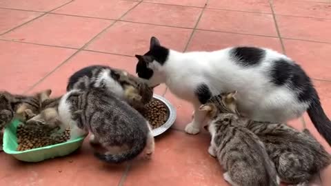 Cute kitten waiting to be fed by a good person who comes