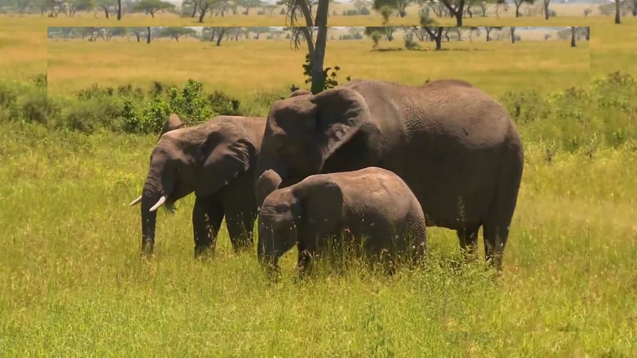 Jangal animal Elephant animal jungle