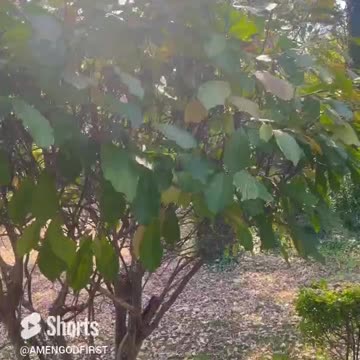 Nature Love Peace #shorts