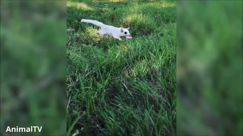 Sugar gliders flying. funny and cute