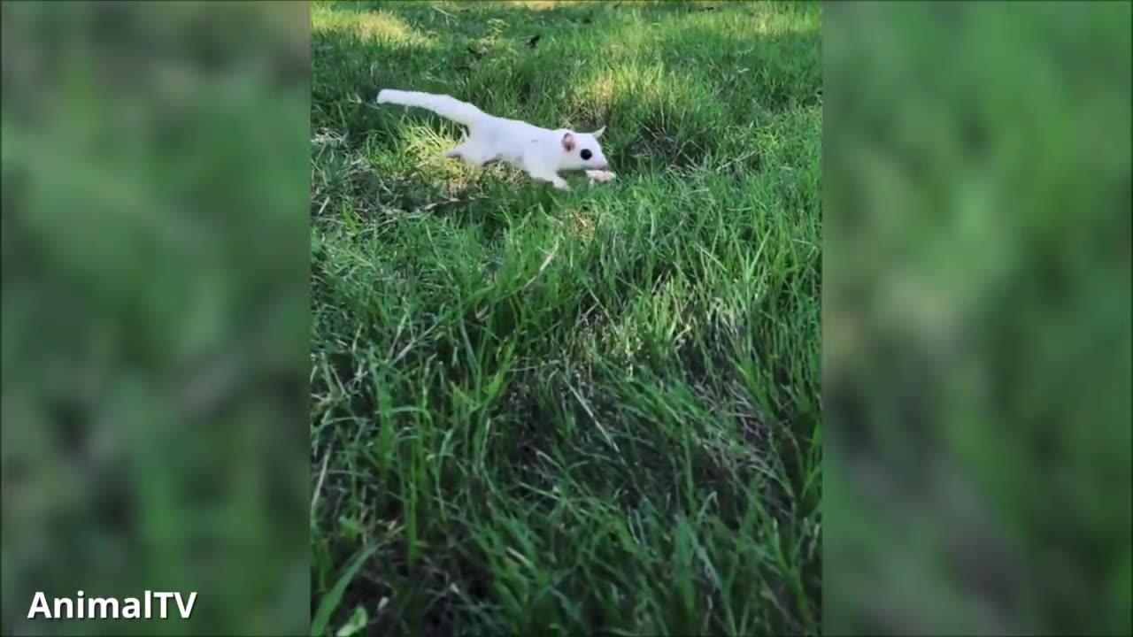 Sugar gliders flying. funny and cute