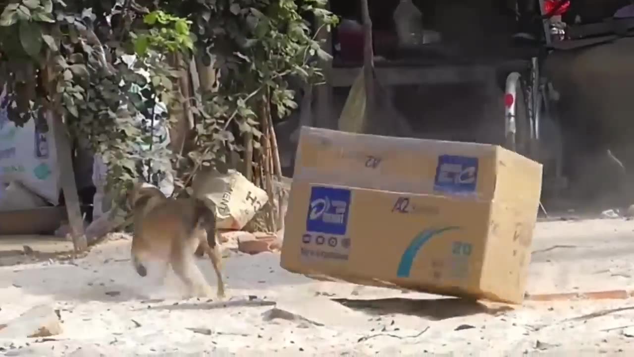 Troll Prank Dog Funny and fake Lion & Tiger Huge Box Prank to dog