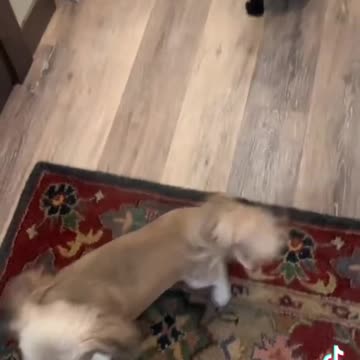 #dog #greeting #tamararoseblodgett