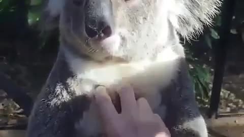 ANIMALS Just pet me