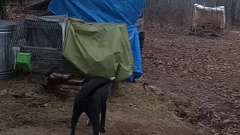 Rabbit jumps at puppy