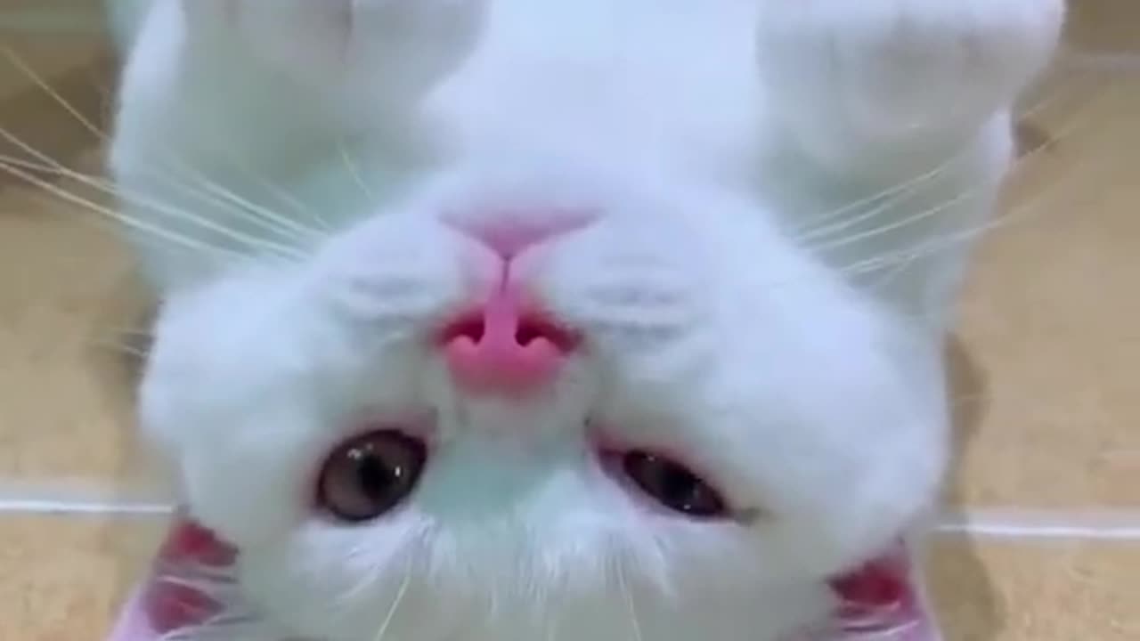 funny_animals_#shorts(480p60)(3)