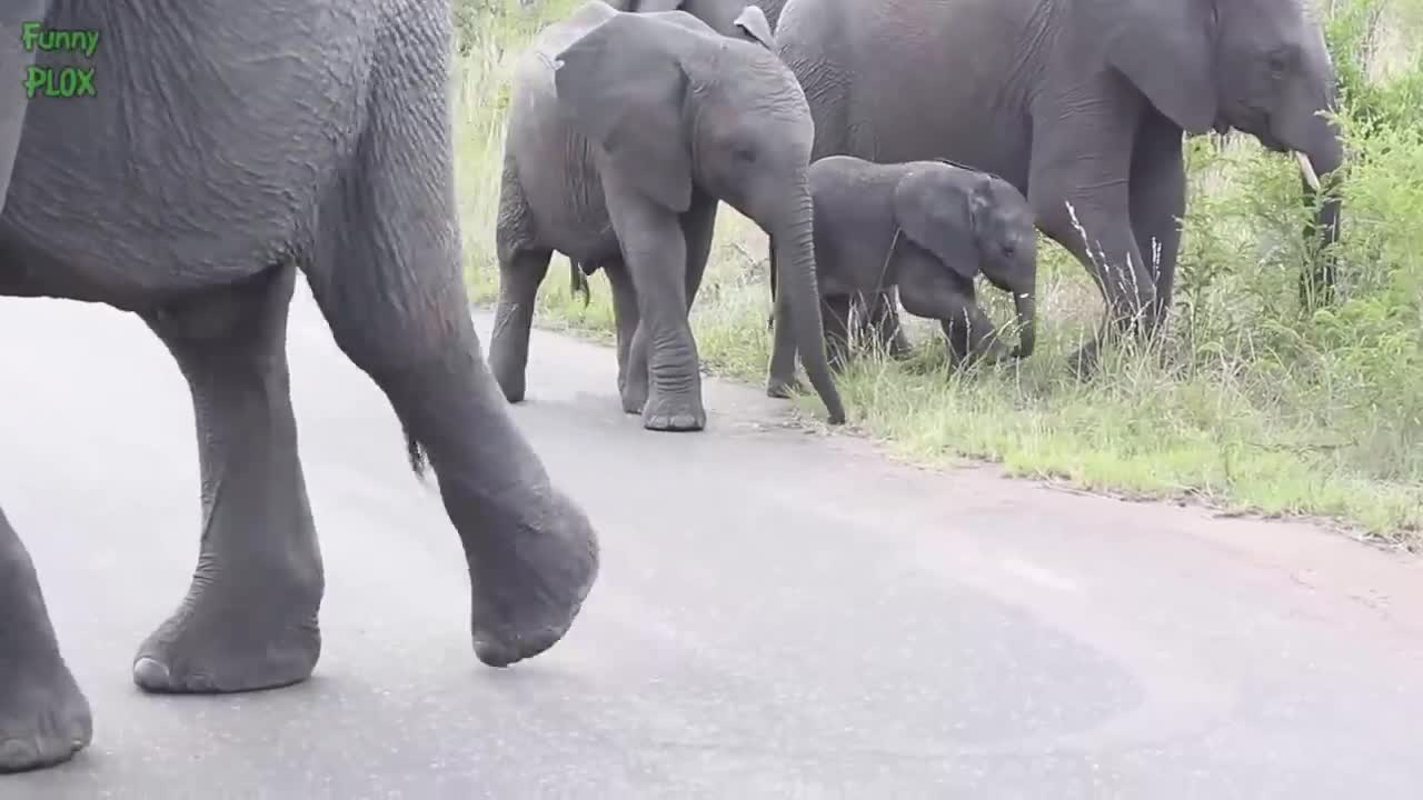 Most Funny and Cute Baby Elephant Videos Compilation