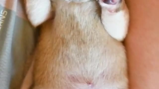 Cute Puppy Sleeping Video