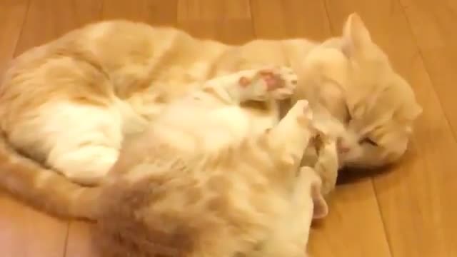 Are they fighting or playing?