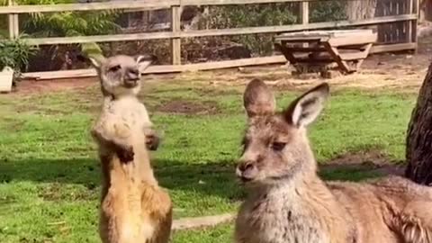 Dance#foryou #funnyanimals #kangaroo #dance