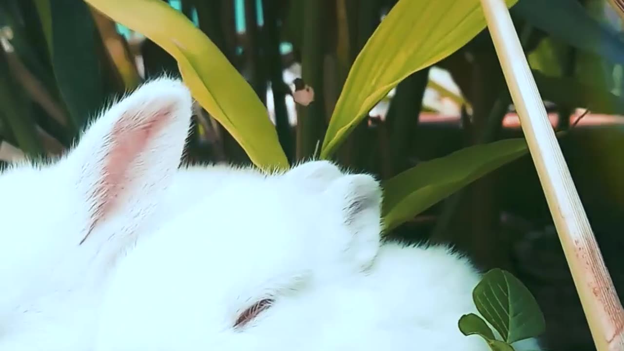 Cute rabbits