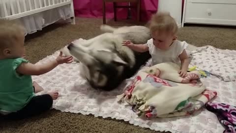 Husky adorably plays with twins